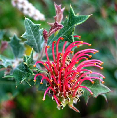 Grevillea aquifolium, Holly Grevillea