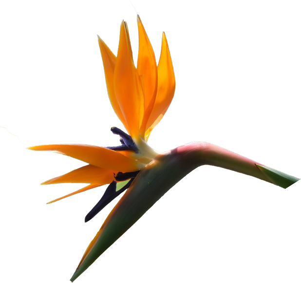Strelitzia reginae, Bird of Paradise